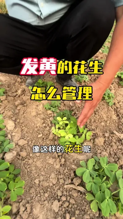 发黄的花生怎么管理#花生管理 #花生高产管理 #花生种植 #花生发黄的原因及防治方法 #毛国富大田高产管理
