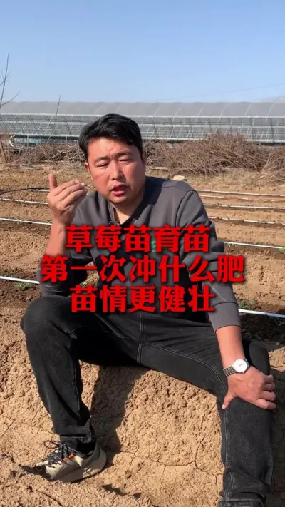 草莓苗育苗第一次冲什么肥效果好 #种草莓 #草莓育苗基地 #草莓种苗 #草莓种植 #三农种植