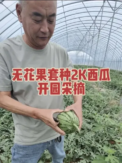 甘甜希脆滴小西瓜#耿记无花果种植专业合作社 #滨北八里耿小西瓜
