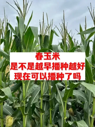 春玉米现在可以播种了吗？ #农业种植 #每天分享农业知识帮农民增产增收