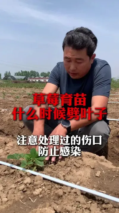 草莓育苗什么时候劈叶子#分享农业知识帮农民增产增收 #草莓种植管理技术和方法 #草莓种植 #种植小技巧 #草莓种植技术