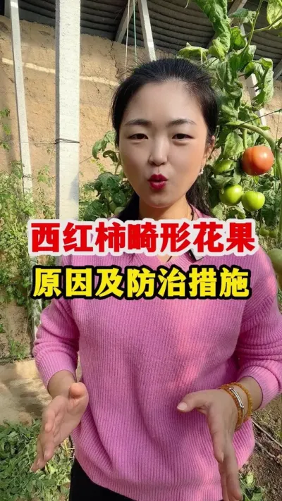 西红柿为什么会出现畸形花跟畸形果呢？ #西红柿种植 #西红柿种植技术
