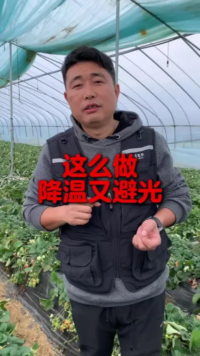 草莓棚这么做降温又遮阴 #草莓种植 #三农种植 #草莓种植管理技术和方法 #农业种植 #服务三农支持三农