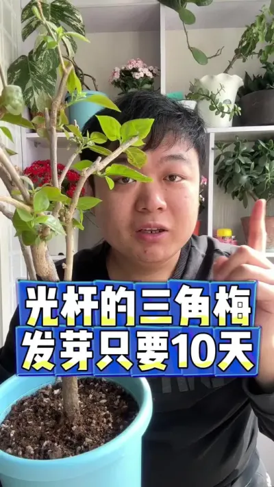 光杆的三角梅，发芽只要10天。 家里有光杆的赶紧看吧。#花卉 #花卉绿植 #盆栽 #养花 #养花小知识