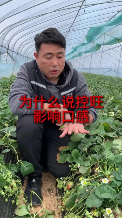 控旺也会影响口感？ #草莓种植 #三农种植 #草莓种植管理技术和方法 #农业种植 #服务三农支持三农
