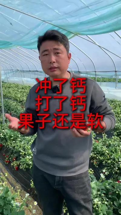 草莓冲了钙打了钙果子还是不硬怎么办 #草莓种植 #三农种植 #草莓种植管理技术和方法 #农业种植 #服务三农支持三农