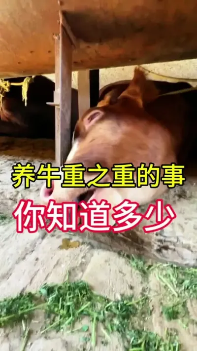 养牛重中之重的事情，你知道多少#养牛 #养牛技术 #养牛人 #农村养牛
