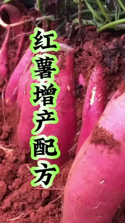 红薯增产配方#红薯种植 #红薯高产管理 #红薯高产种植 #红薯种植方案