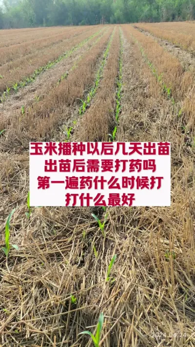 玉米几天出苗，第一遍药什么时候打？ #分享植保知识 #植保知识