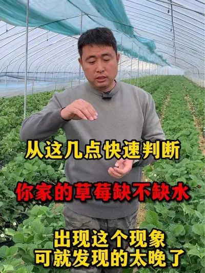 快来看看你家草莓缺不缺水#三农种植 #草莓🍓 #农业技术推广 #新农人计划 #种草莓