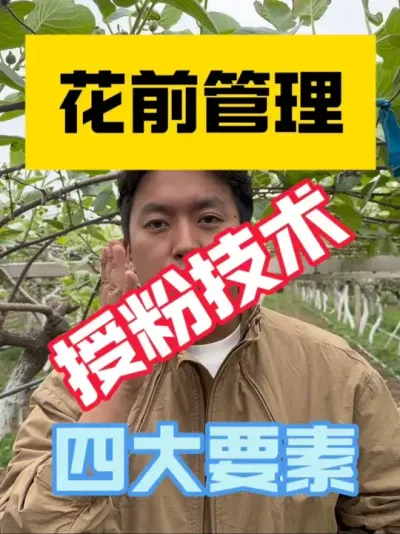 猕猴桃园花前管理要点‼️ 公花花粉活性与雌花受孕能力缺一不可！选择纯度高活性强的花粉是第一步，通过综合管理提升雌花受孕能力，也是重中之重～#2025新农人计划 #猕猴桃种植 #猕猴桃