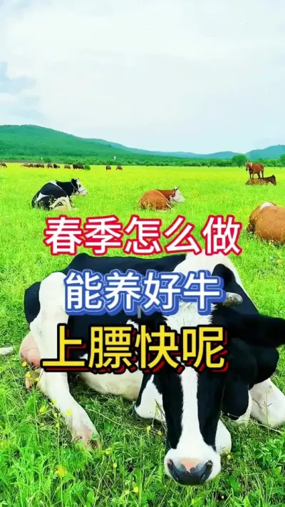 春季怎么做能养好牛，上膘快呢#养牛人 #科学养牛 #农村养牛 #养牛 #养牛技术