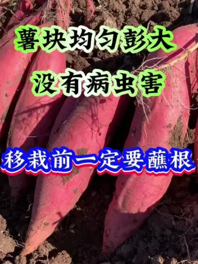 红薯没有病虫害移栽一定要蘸根#红薯种植 #红薯高产 #红薯高产种植 #红薯高产种植管理方案