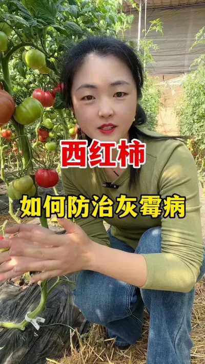 西红柿如何预防灰霉病？#西红柿种植#西红柿种植技术