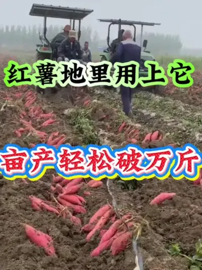红薯地里用上它，亩产轻松破万斤#红薯种植  #红薯高产种植  #红薯高产  #红薯种植知识