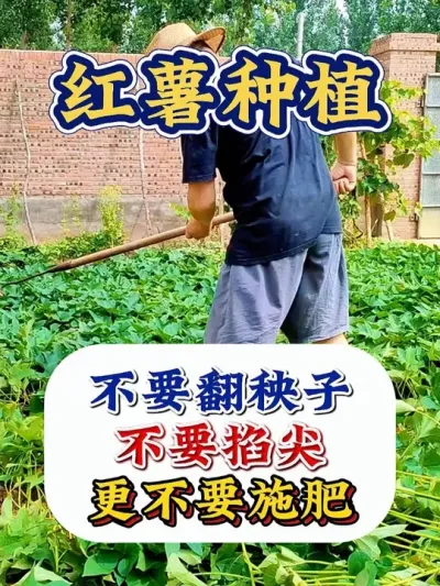 红薯种植最简单 #红薯种植 #红薯种植技术 #红薯高产 #红薯高产种植  #农业种植