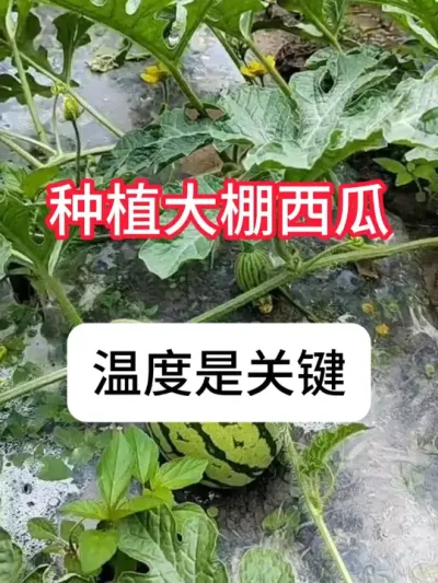 西瓜种植 大棚西瓜种植温度你选对了吗？#大棚西瓜 #农业种植 #种植小技巧 #西瓜 #真赞农业