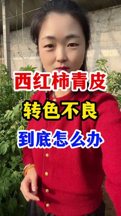 西红柿青皮转色不良怎么办 #西红柿种植 #西红柿种植技术