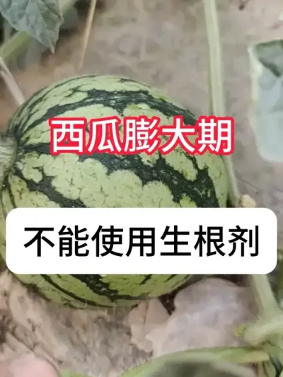 西瓜后期一定要注意这点，否则西瓜果小空心品质差 #西瓜种植#三农 #增产增收#种植小技巧#抖音助农