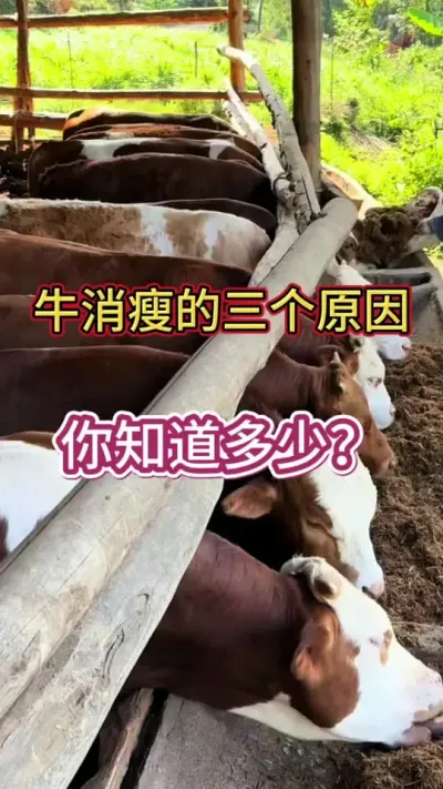 牛消瘦的三个原因，养牛人知道多少#养牛 #养牛人 #养牛技术 #农村养牛