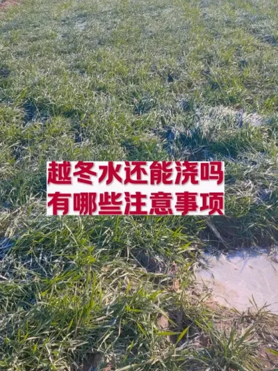 现在浇冻水还行吗？ #分享农业知识帮农民增产增收 #2024新农人计划 #小麦种植管理技术