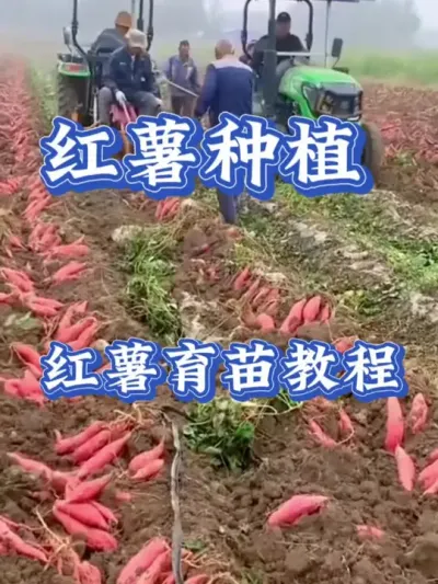 红薯育苗教程大揭秘 #红薯种植 #红薯高产 #红薯高产种植 #红薯种植知识