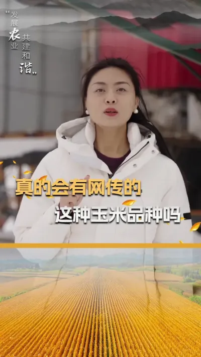 真的会有网传的这种玉米品种吗#玉米种植 #玉米种植技术 #玉米种子 #三农#抖音新农人