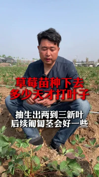 草莓苗种下去多少天才能打叶子#草莓种植 #草莓种植管理技术和方法 #分享农业知识帮农民增产增收 #草莓 #新农人计划