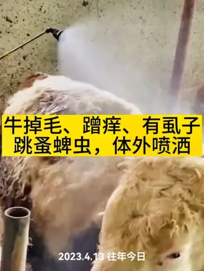 牛羊蹭痒舔毛，掉毛长癣长癞，体外喷洒方便简单效果立竿见影#养牛人 #养牛 #科学养牛 #农村养牛 #养牛技术