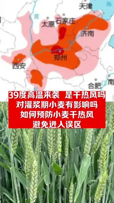 39度高温来袭，是干热风吗？对小麦有影响吗？如何预防？ #分享农业知识帮农民增产增收 #农业小知识分享 #每天分享农业知识