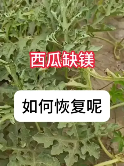 西瓜老叶发黄是什么原因？西瓜病虫害防治 #西瓜种植 #病虫害防治 #三农 #增产增收 #抖音助农