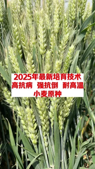 2025年最新培育技术中麦30，表现就是不一般 #农技知识分享 #农业种植 #每天分享农业知识 #分享农业知识帮农民增产增收