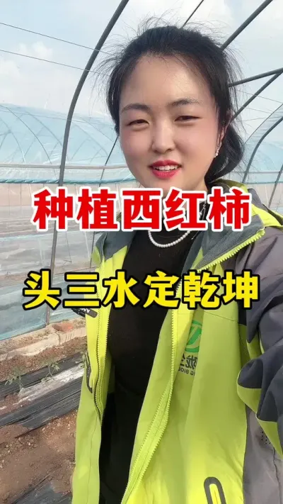 为什么说西红柿的头三水定乾坤#西红柿种植#西红柿种植技术