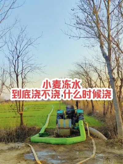 小麦冻水什么时候浇 #分享农业知识帮农民增产增收 #2024新农人计划 #小麦种植管理技术