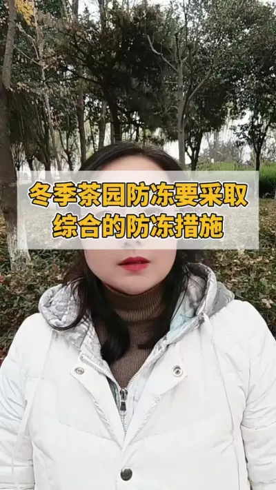 冬季茶园防冻要采取综合的防冻措施#茶树 #茶树管理技术与指导 #茶农茶事