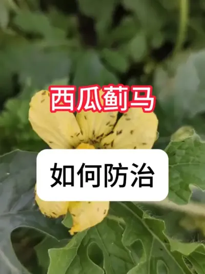 西瓜种植 西瓜茶黄蓟马危害和防控方法#农业种植#西瓜 #种植小技巧 #病虫害防治 #真赞农业