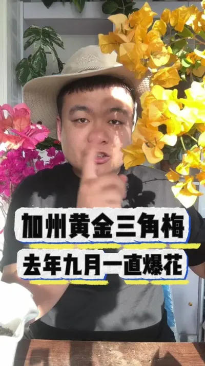 加州黄金三角梅，从去年9月一直爆花， #养花 #养花小知识 #花卉 #花卉绿植 #盆栽