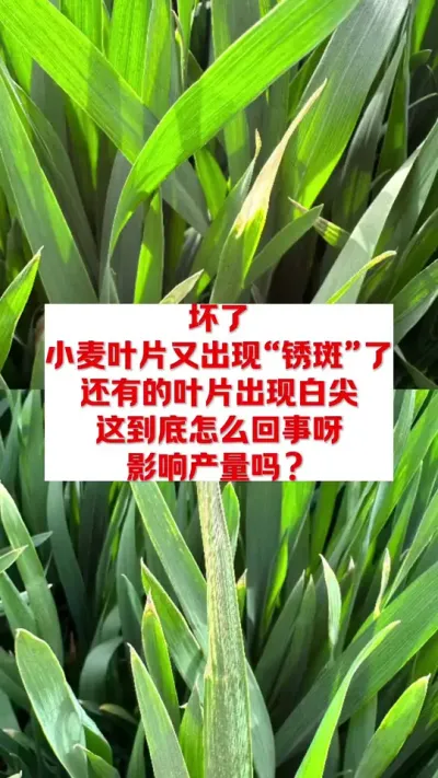 小麦干尖，黄斑怎么回事？ #分享农业知识帮农民增产增收 #支持三农扶持三农发展 #关注我每天为你分享更多农业知识