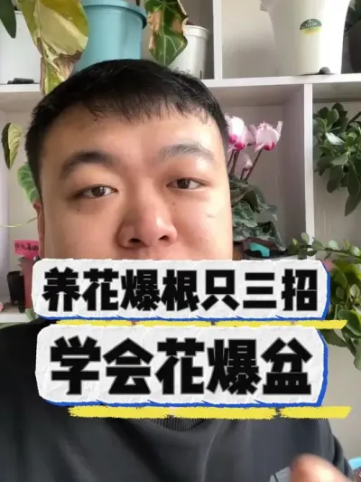 养花爆根只要三招，学会轻松养爆花。 #养花 #养花小知识 #花卉绿植 #花卉 #盆栽