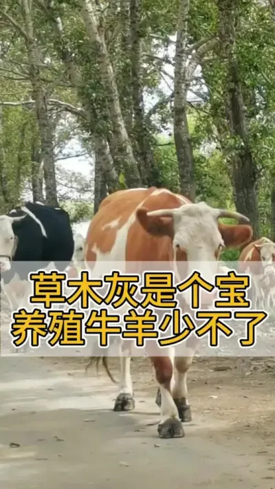草木灰是个宝，养牛养羊少不了#养牛人 #农村养牛 #科学养牛 #养牛技术 #养牛