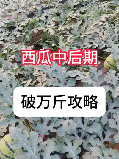 西瓜种植 亩产过万的方法，西瓜中后期管理要点#农业种植 #抖音助农 #西瓜 #真赞农业 #新农人计划