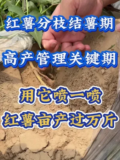 红薯分枝结薯期高产管理关键期#红薯种植  #红薯高产种植  #红薯高产  #红薯种植知识