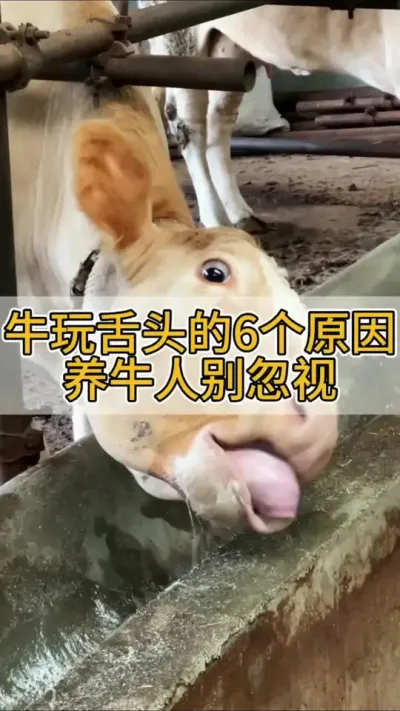 牛玩舌头6个原因，养牛人千万不能忽视#养牛人 #科学养牛 #农村养牛 #养牛技术 #养牛