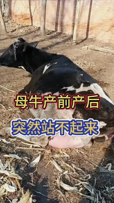 大母牛产前产后突然站不起来#母牛 #繁殖母牛 #三农 #养殖