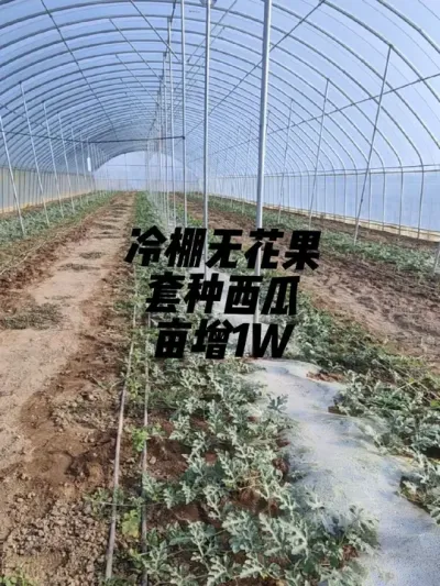 在无花果行间套种了几年2K西瓜，基本上就是每亩西瓜卖万把块，成本不会过两千，管理好了对无花果基本没有太大影响。 #耿记无花果种植专业合作社 #无花果树苗