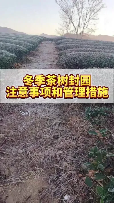 冬季茶树封园注意事项和管理措施#茶树 #茶树管理技术与指导 #茶树种植