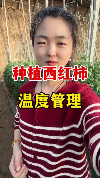 种植西红柿温度管理很重要 #西红柿种植 #西红柿种植技术#农业种植