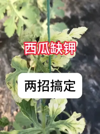 怎么判断西瓜缺钾？缺钾解决方法 #农业种植 #种植小技巧 #西瓜种植 #抖音助农 #真赞农业