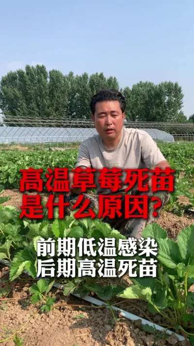 现阶段得死苗最厉害的病害是它！#草莓种植 #草莓管理 #草莓种植技术 #分享农业知识帮农民增产增收 #新农人计划