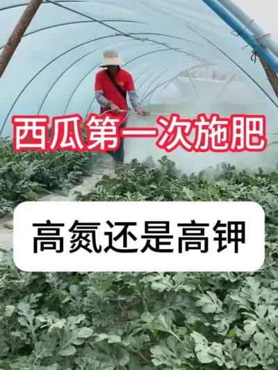 西瓜第一次施肥要点，施错毁一季 #西瓜 #种植小技巧 #农业种植#增产增收 #抖音助农
